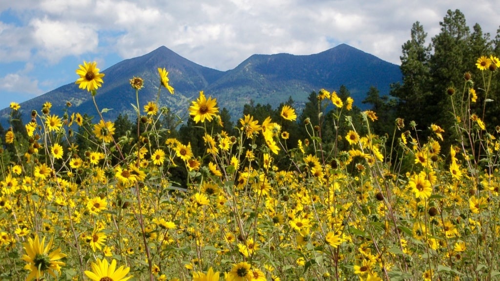 peaksflwrs-min.jpg